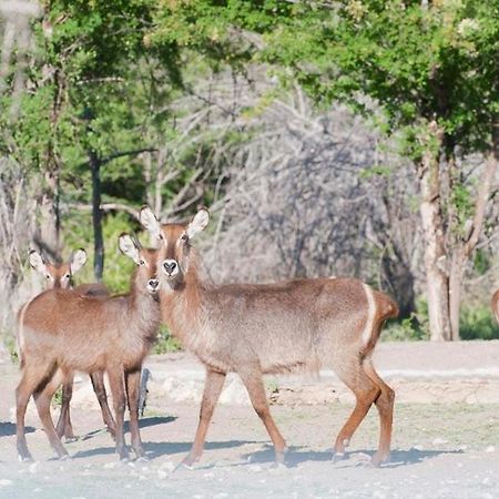 Emanya@Etosha Villa Namutoni Eksteriør bilde