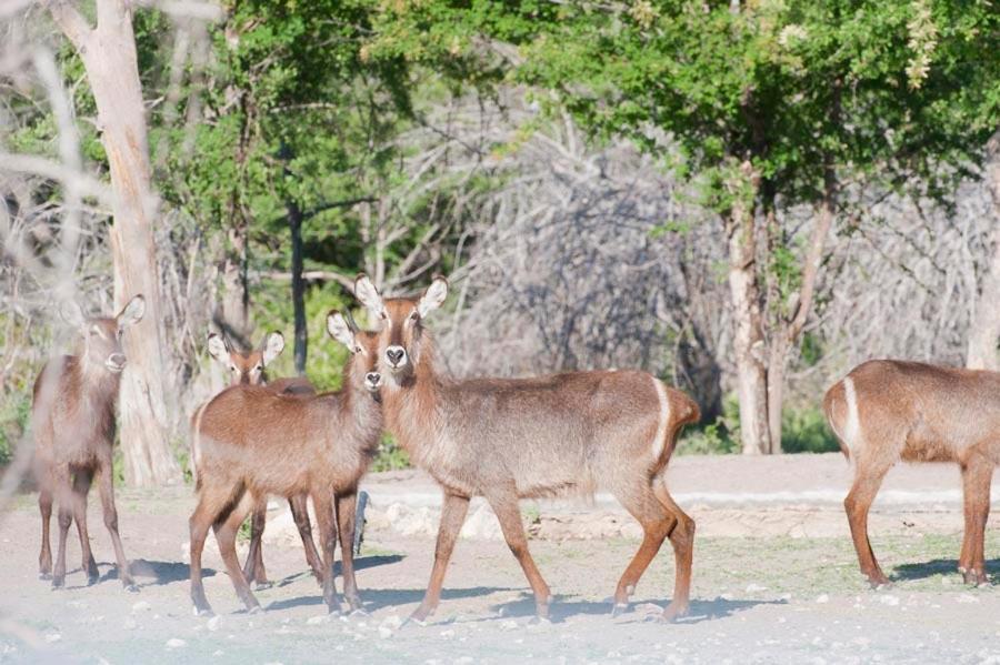 Emanya@Etosha Villa Namutoni Eksteriør bilde