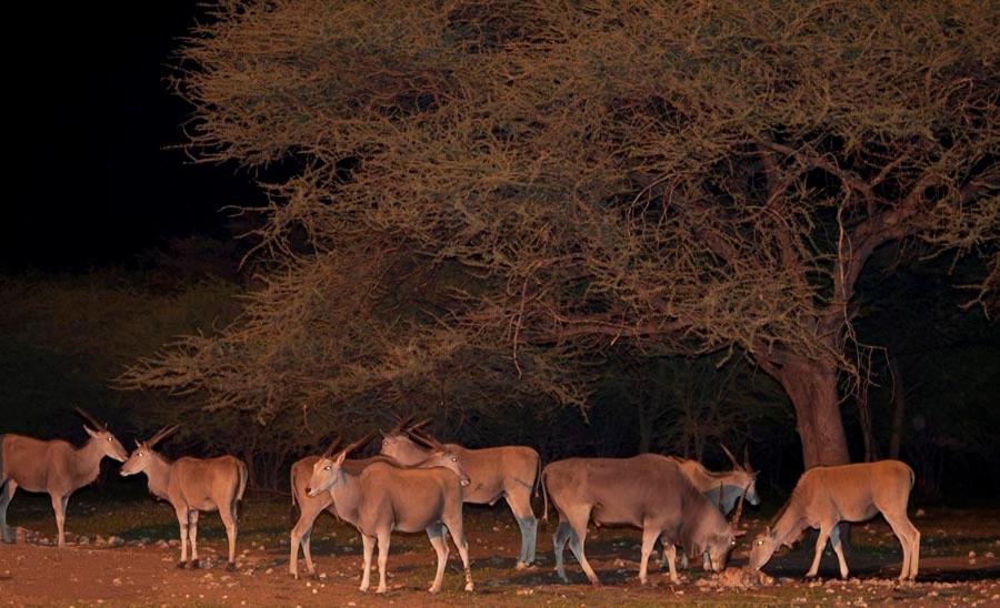 Emanya@Etosha Villa Namutoni Eksteriør bilde